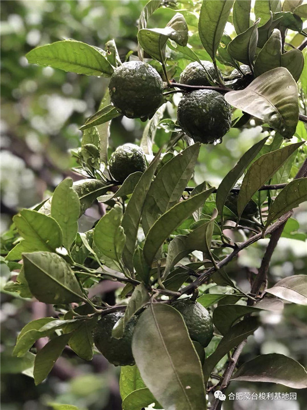 加盟风采|合肥圣菲儿童之家(图4)